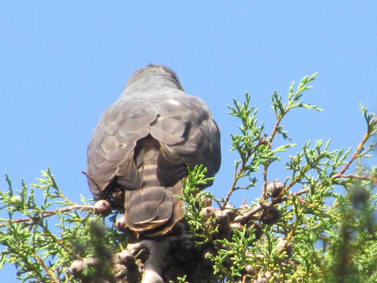 Rufous-breasted Sparrowhawk - George Kamau