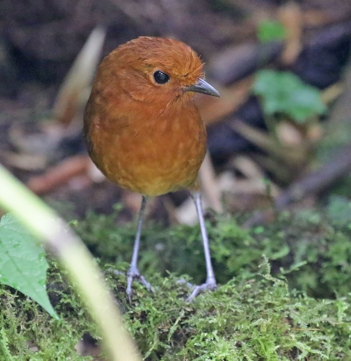 Chami Antpitta - ML616891098