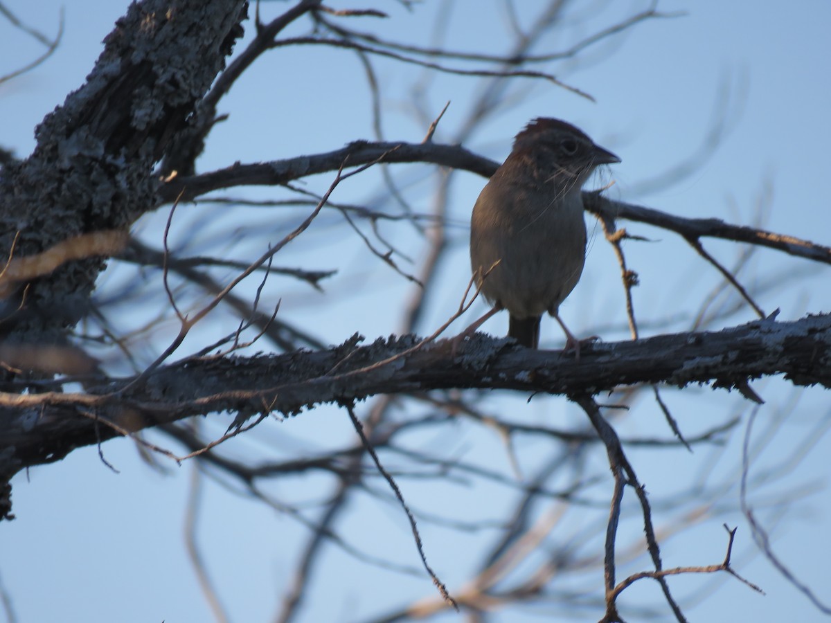 Rufous-crowned Sparrow - Gregg Friesen