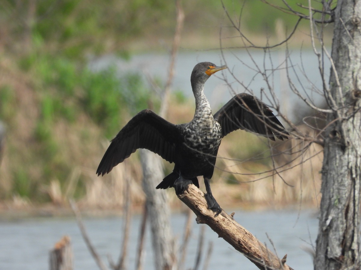 Double-crested Cormorant - ML616891110