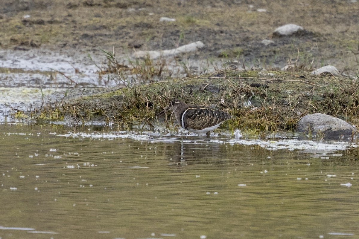 Greater Painted-Snipe - ML616891119