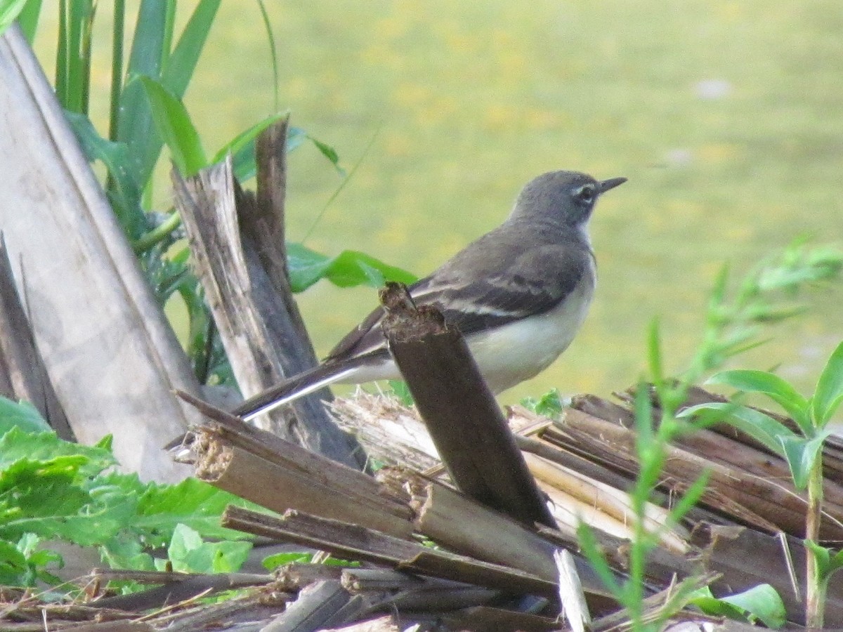 Mountain Wagtail - ML616891132