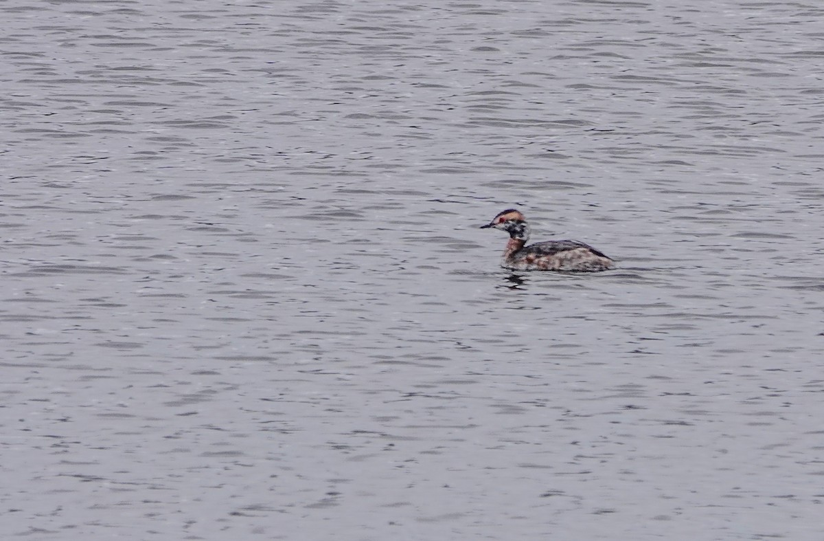 Horned Grebe - ML616891155