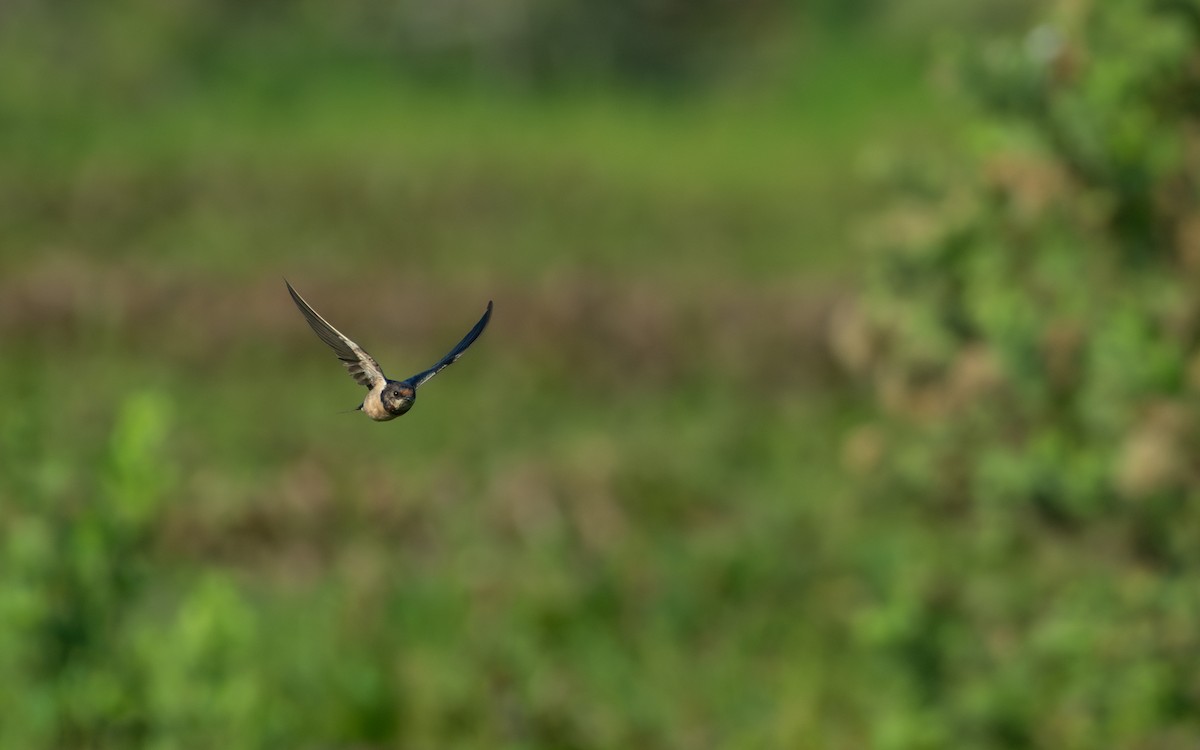 Barn Swallow - Sharang Satish