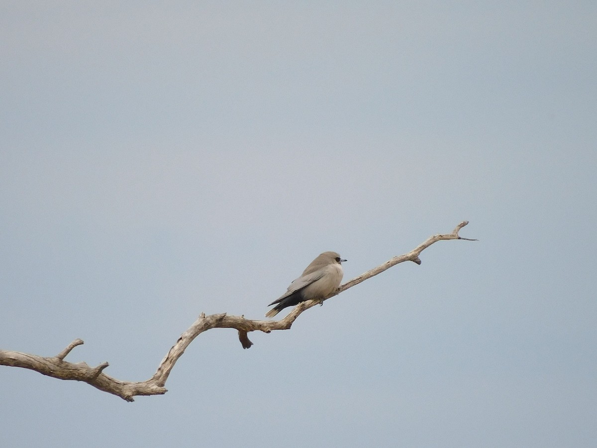 Black-faced Woodswallow (Black-vented) - George Vaughan