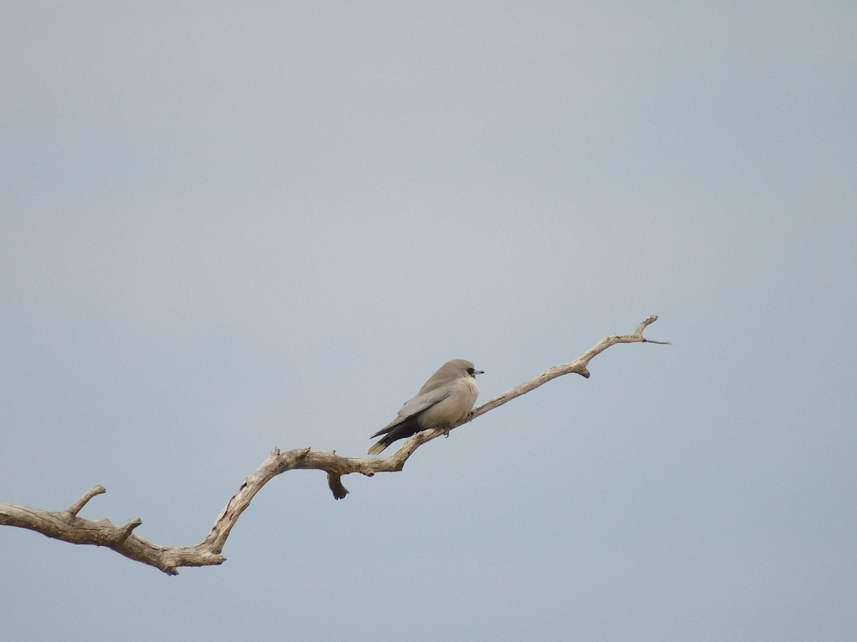 Black-faced Woodswallow (Black-vented) - George Vaughan