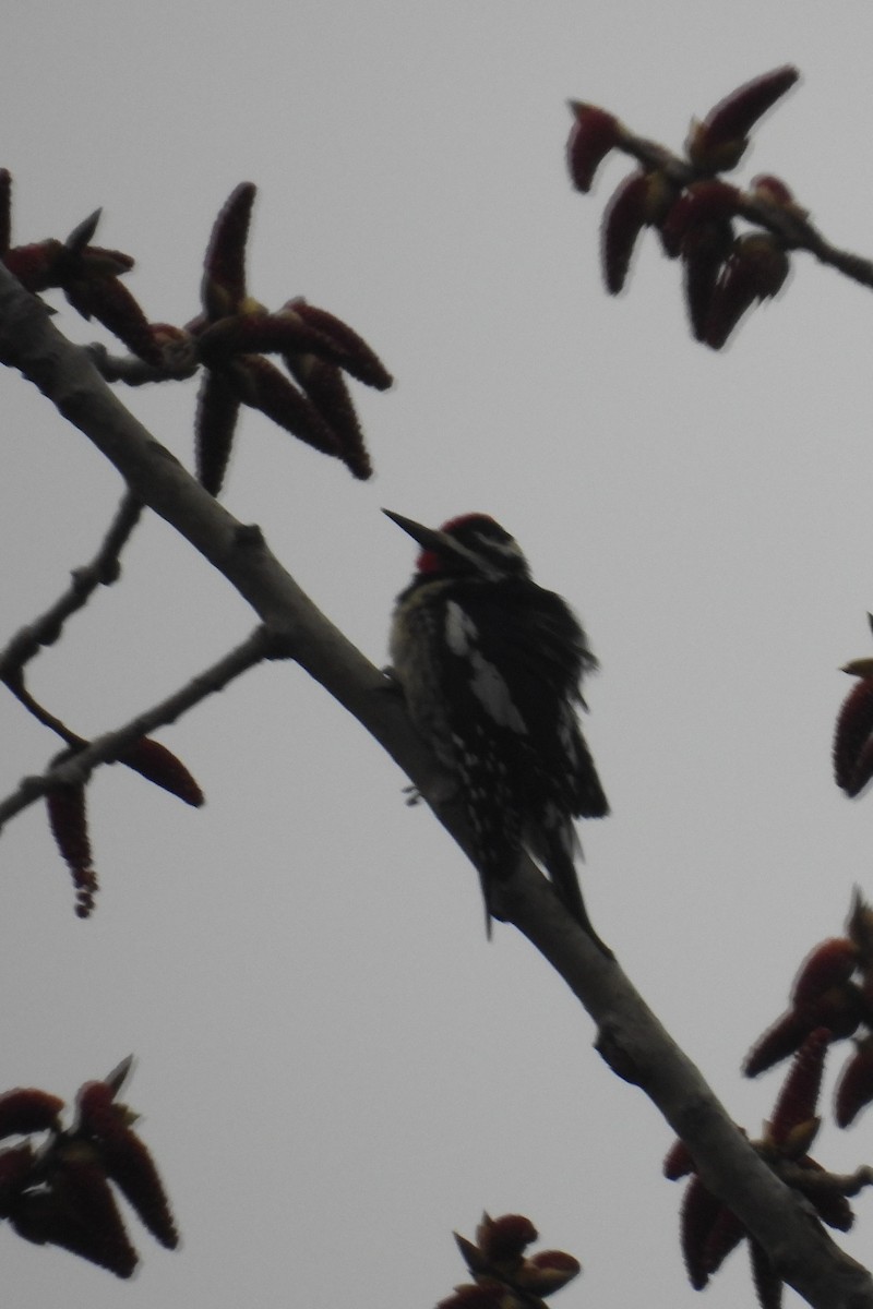 Yellow-bellied Sapsucker - ML616891217