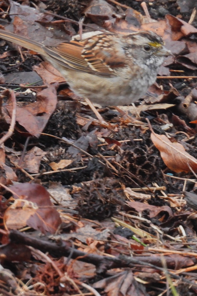 White-throated Sparrow - Larry Gaugler