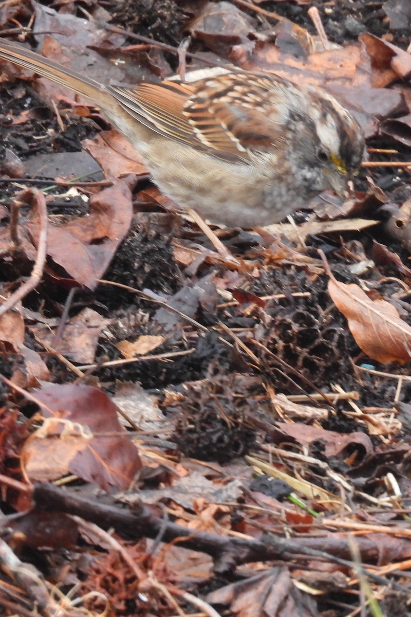 White-throated Sparrow - ML616891223