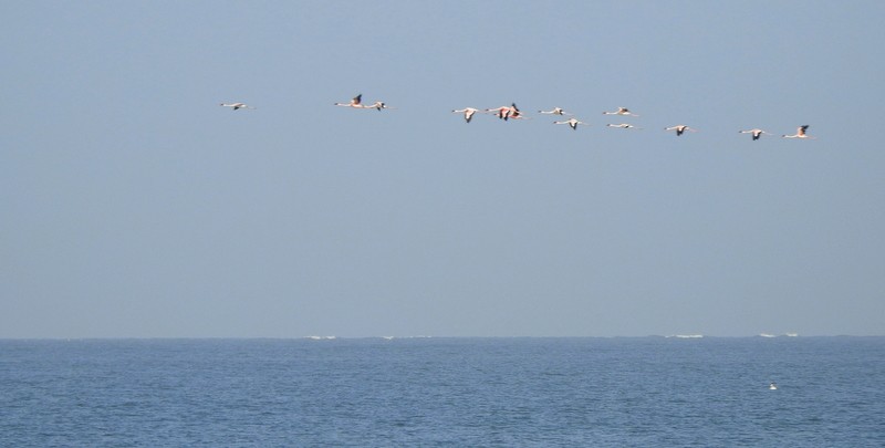 Lesser Flamingo - ML616891268