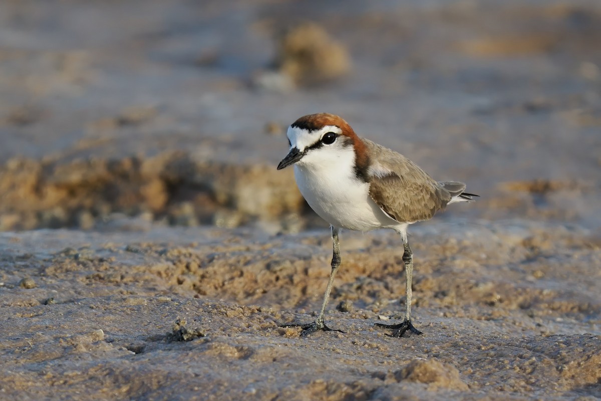 Red-capped Plover - ML616891285