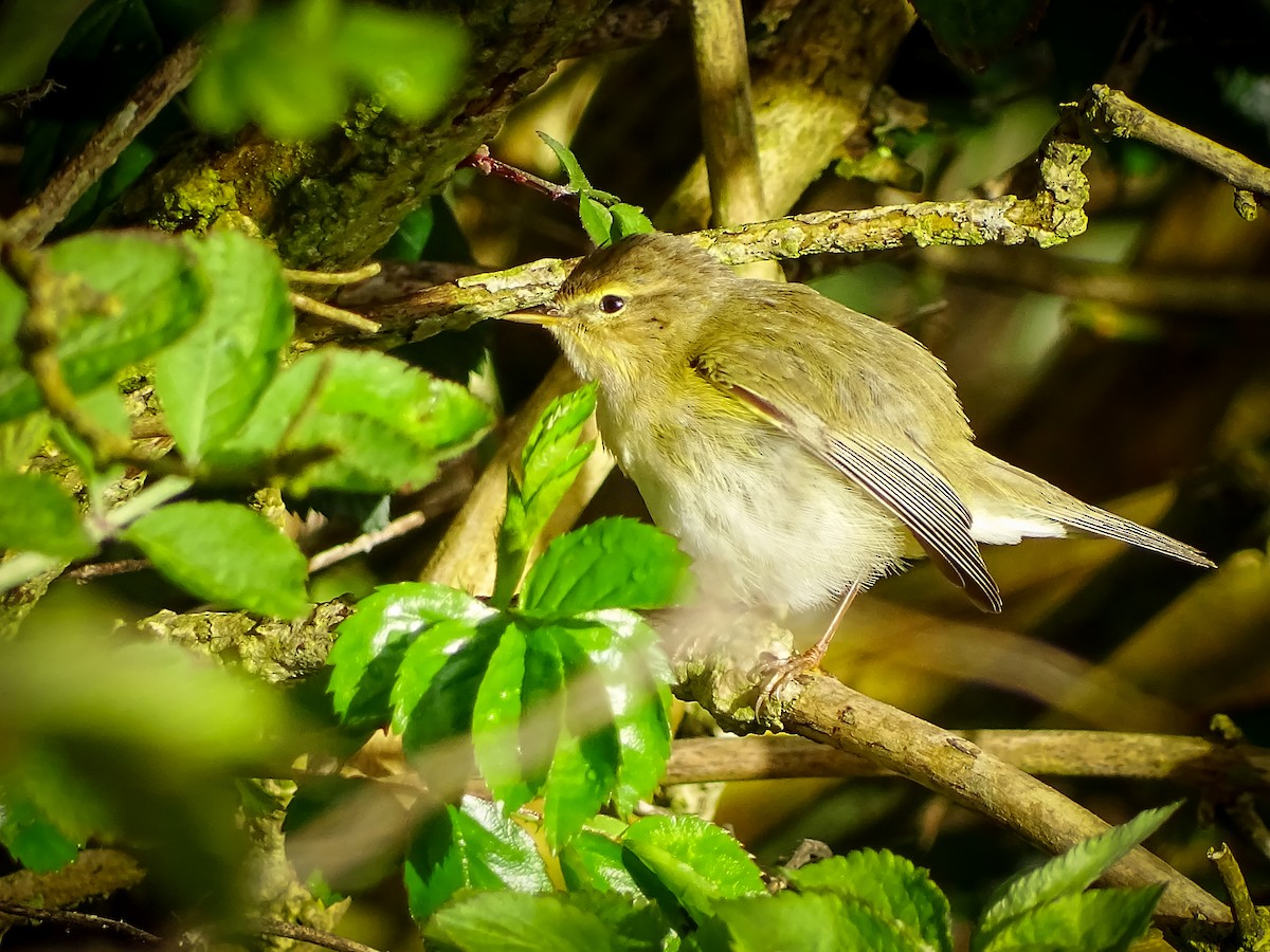 Common Chiffchaff - ML616891290