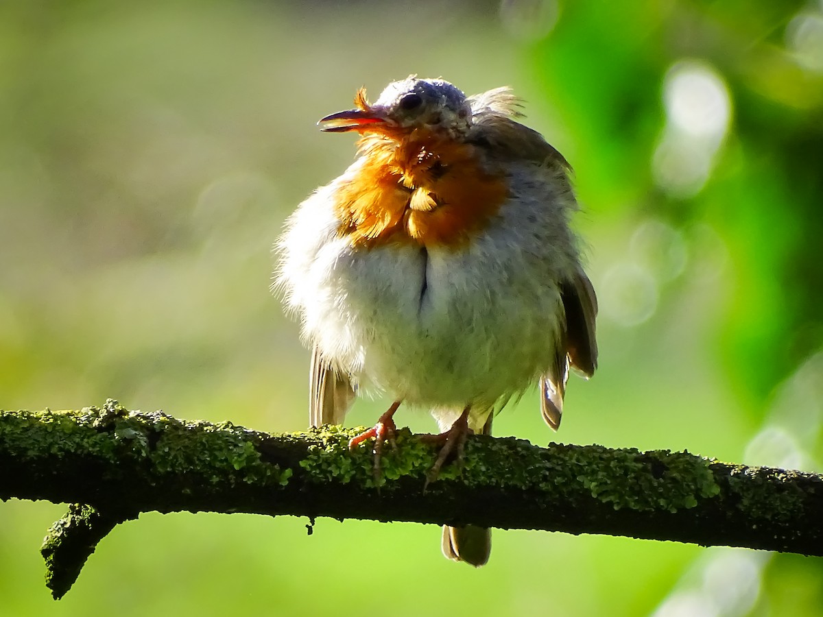 European Robin - ML616891300