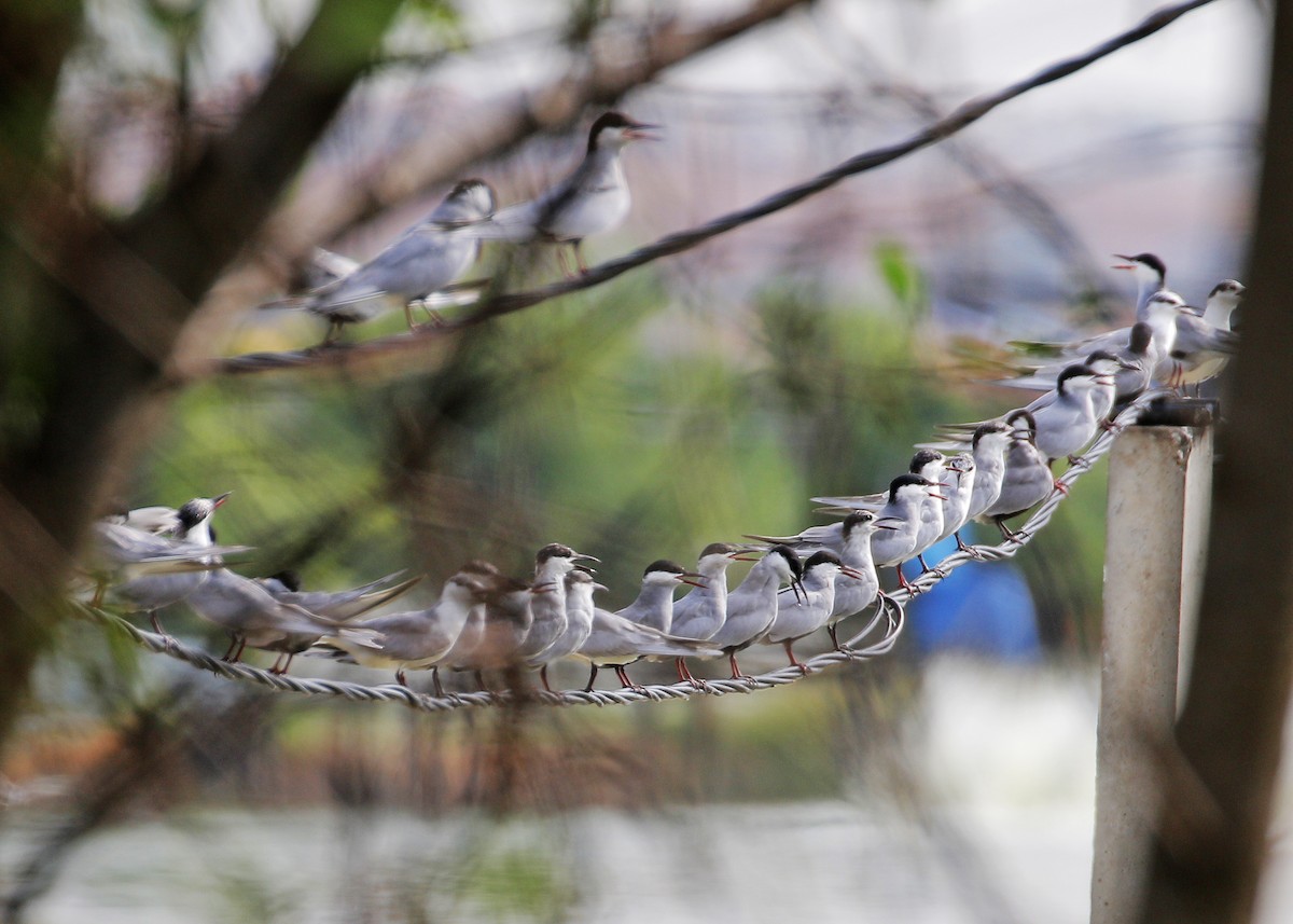 Whiskered Tern - ML616891306