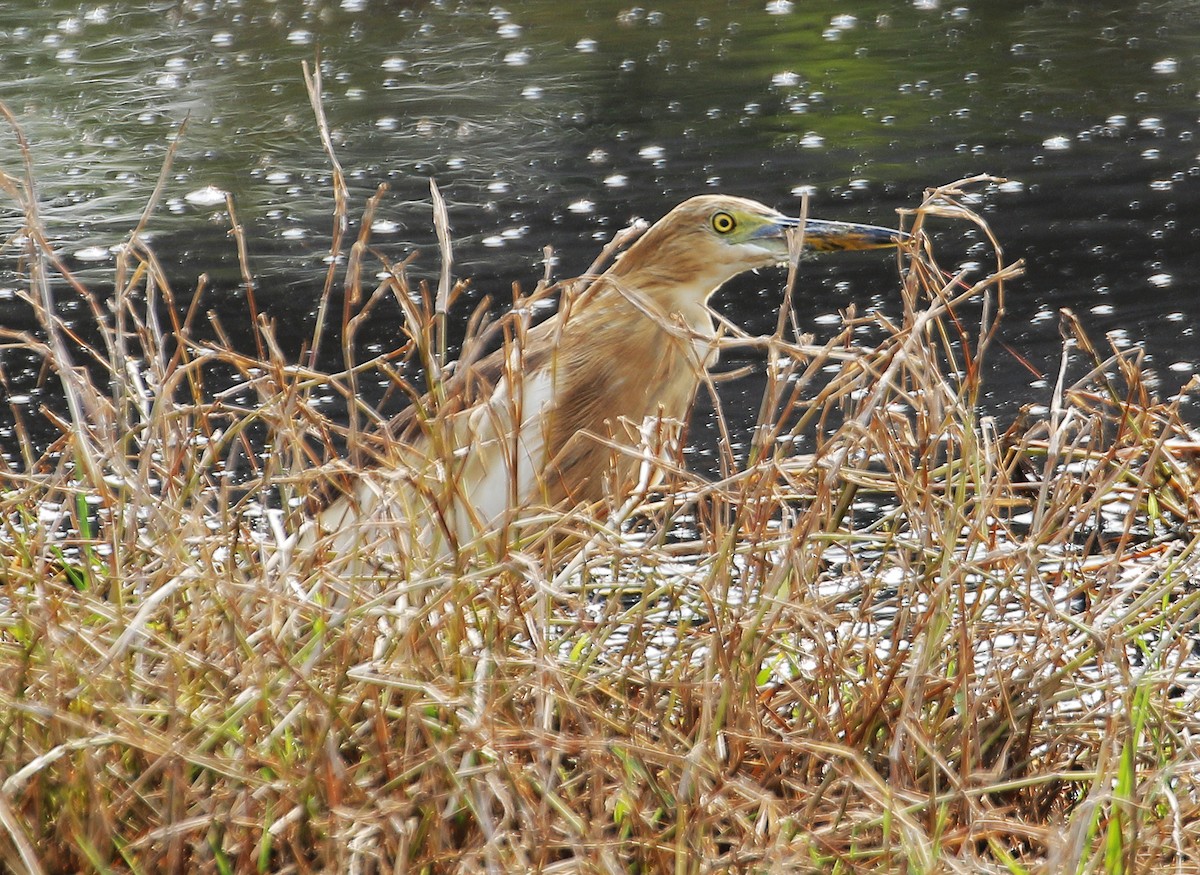 インドアカガシラサギ - ML616891316