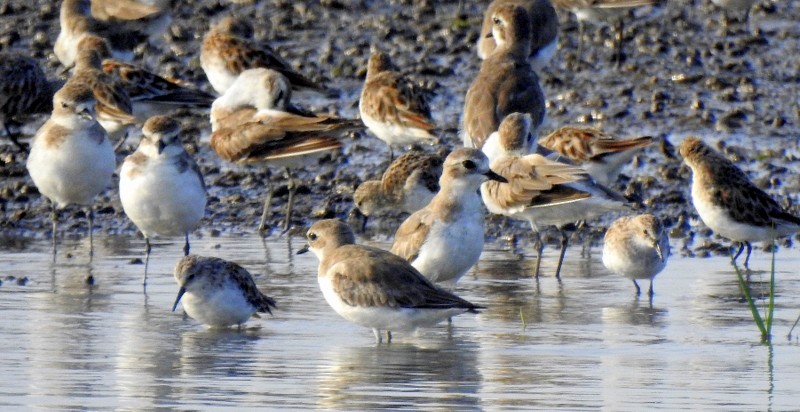 Tibetan Sand-Plover - ML616891391