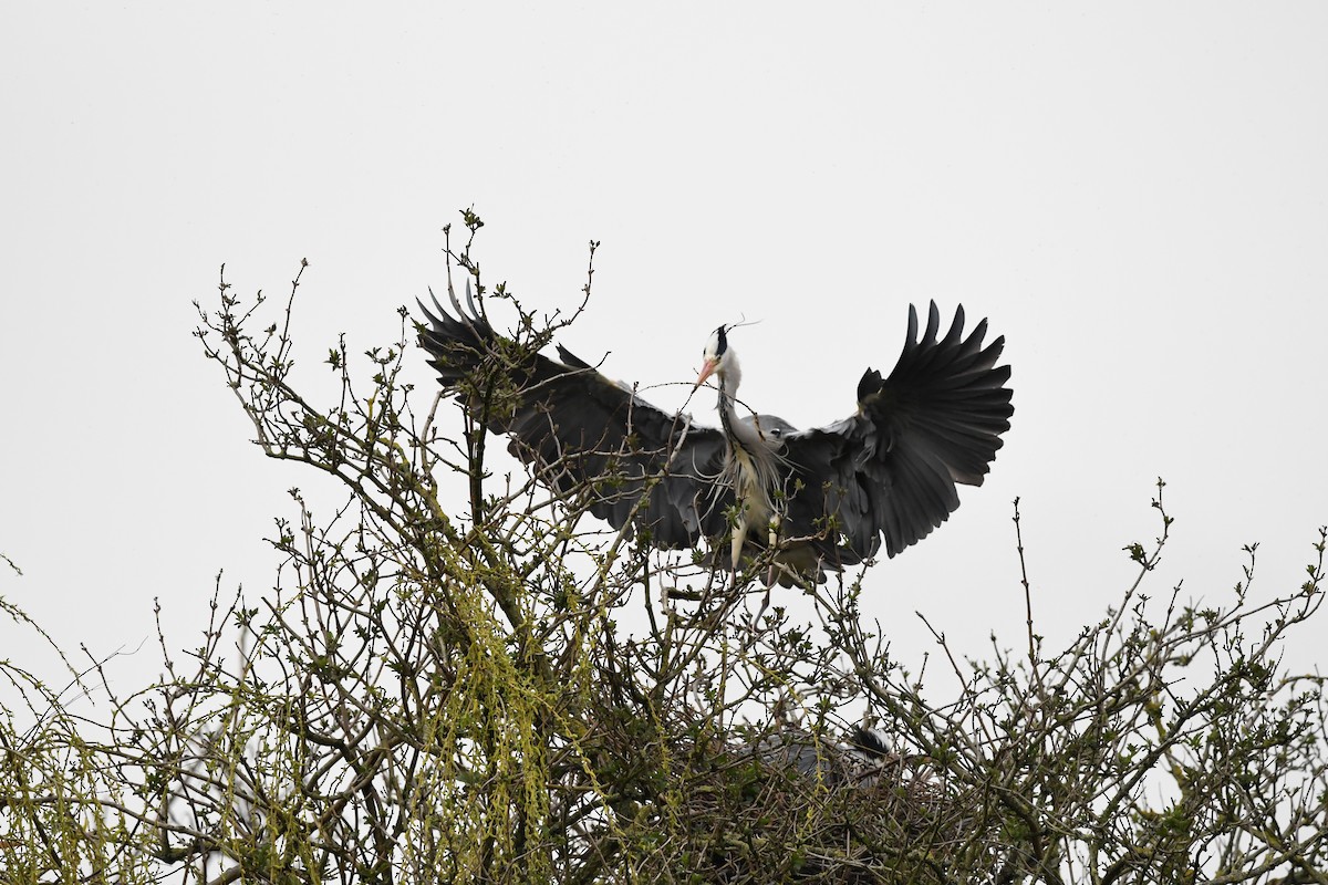 Gray Heron - ML616891401