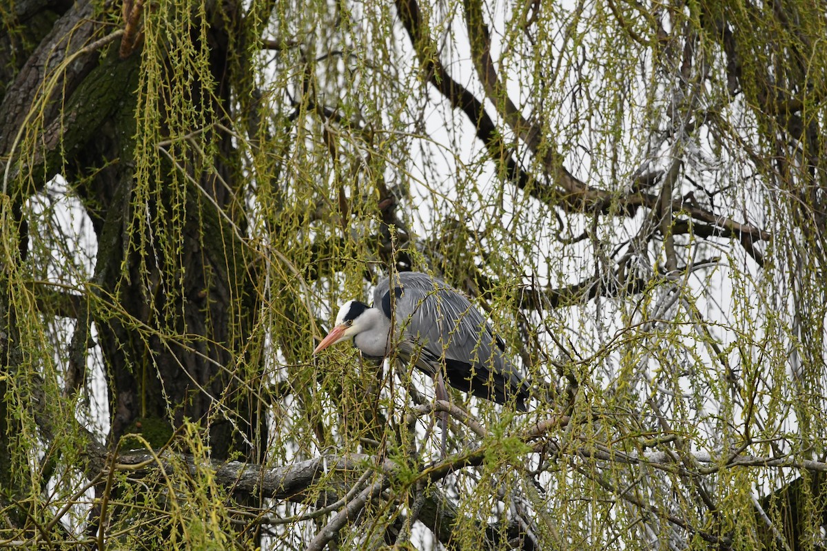 Gray Heron - ML616891402