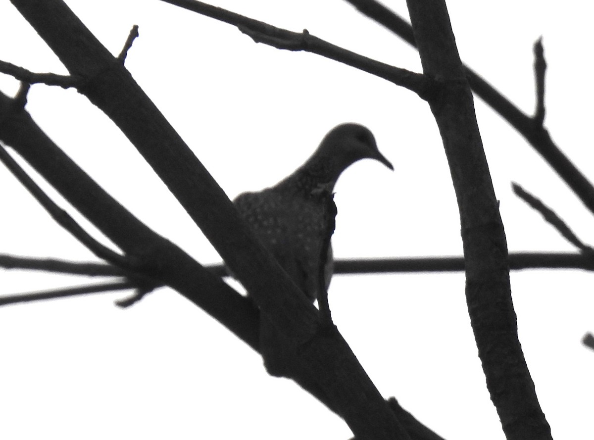 Spotted Dove - ML616891437