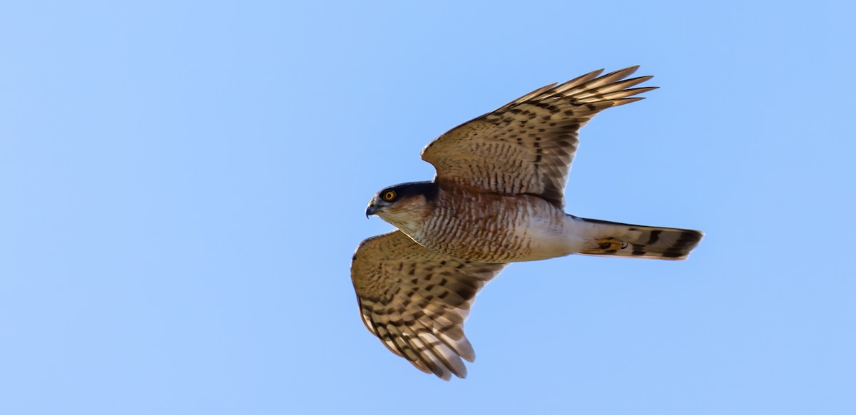 Eurasian Sparrowhawk - ML616891439