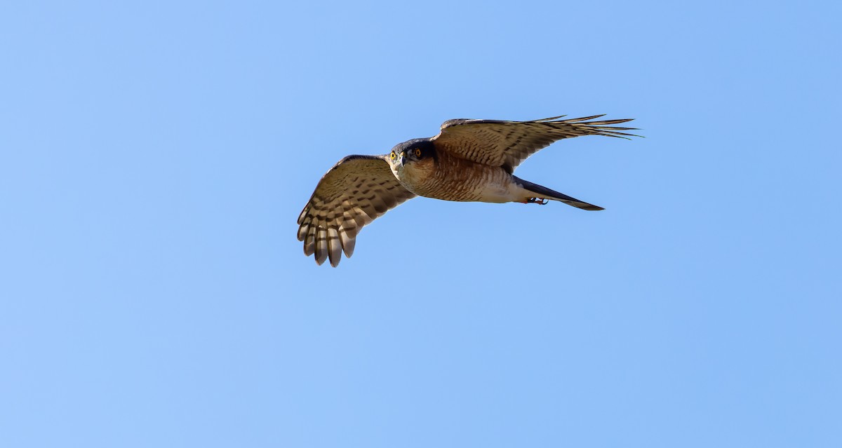 Eurasian Sparrowhawk - ML616891442