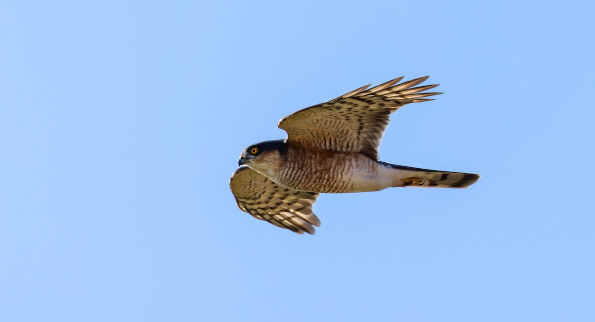 Eurasian Sparrowhawk - ML616891443