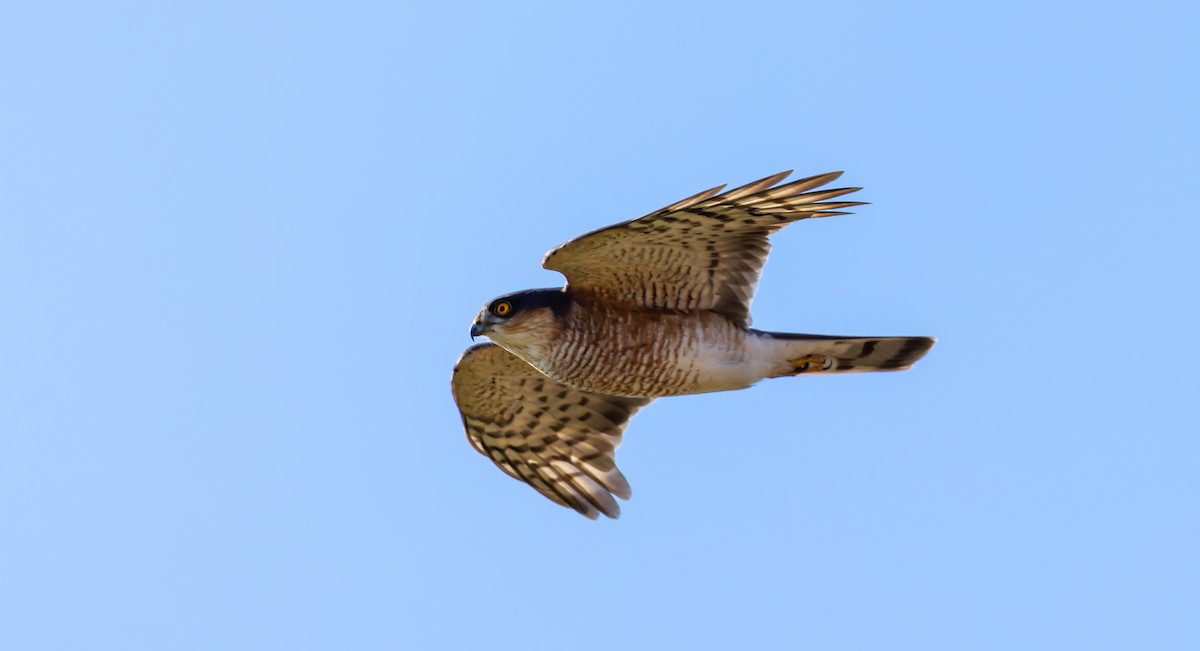 Eurasian Sparrowhawk - ML616891444