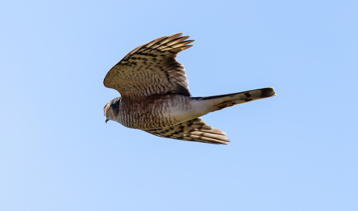 Eurasian Sparrowhawk - Brian Small