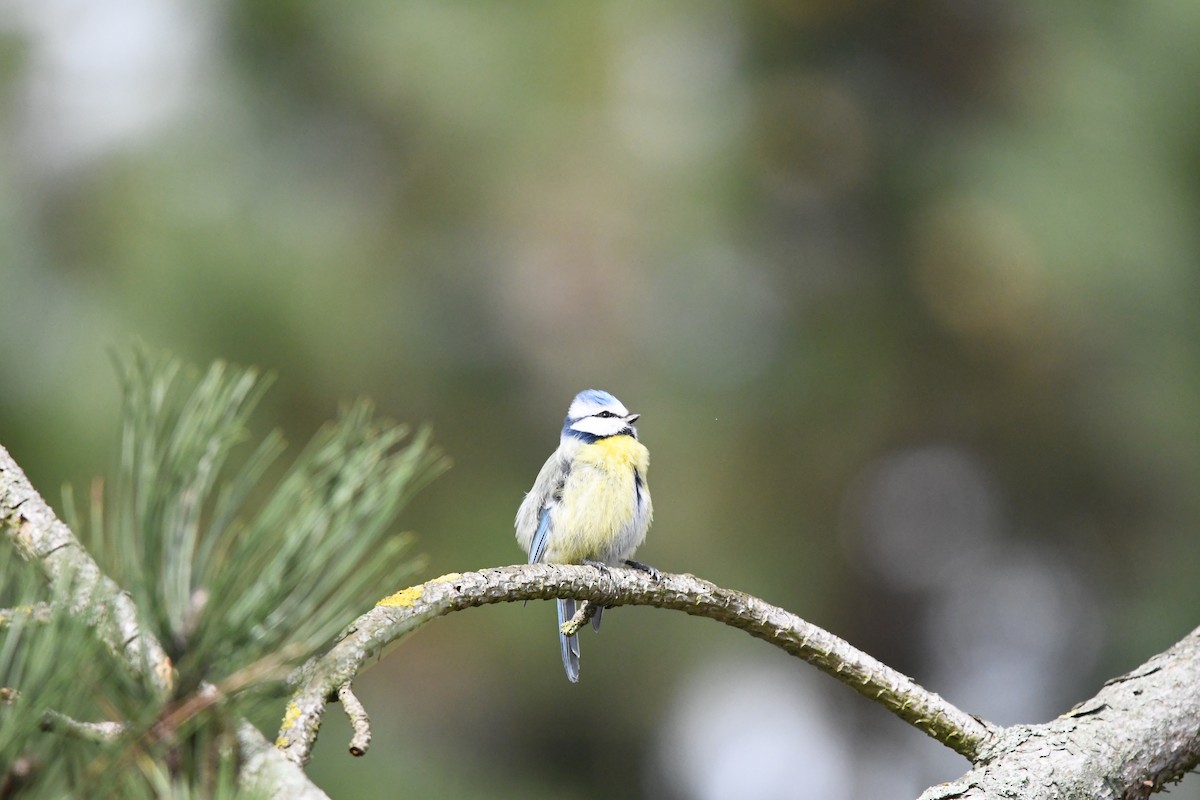 Eurasian Blue Tit - ML616891447