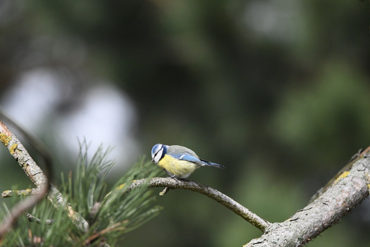 Eurasian Blue Tit - ML616891450