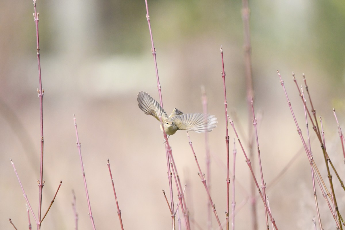 Common Chiffchaff - ML616891467