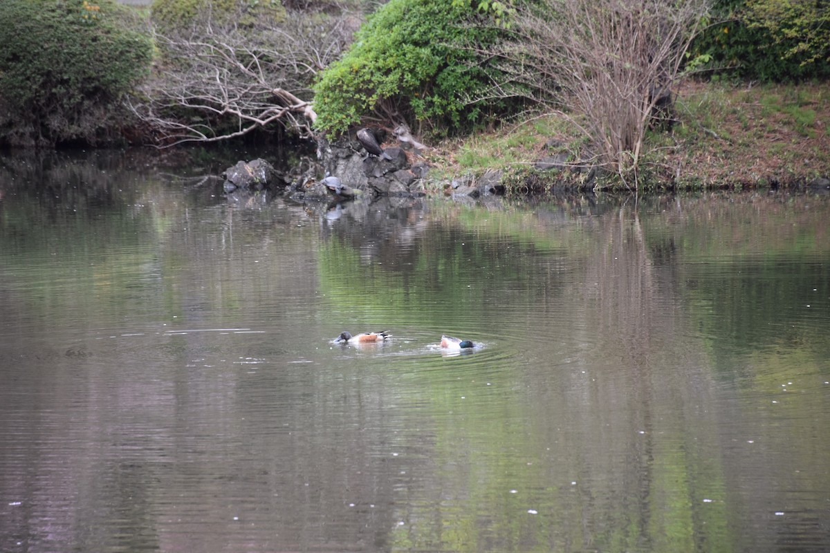 Northern Shoveler - ML616891478