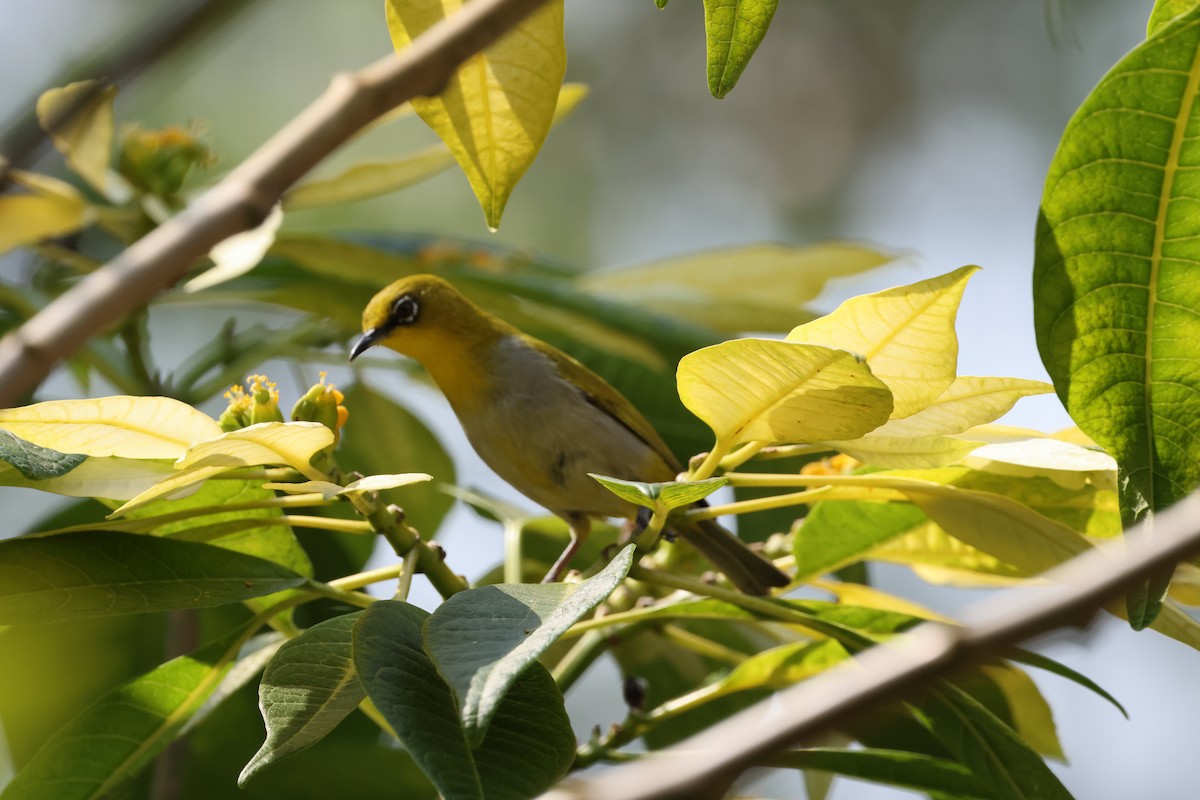 Indian White-eye - ML616891500