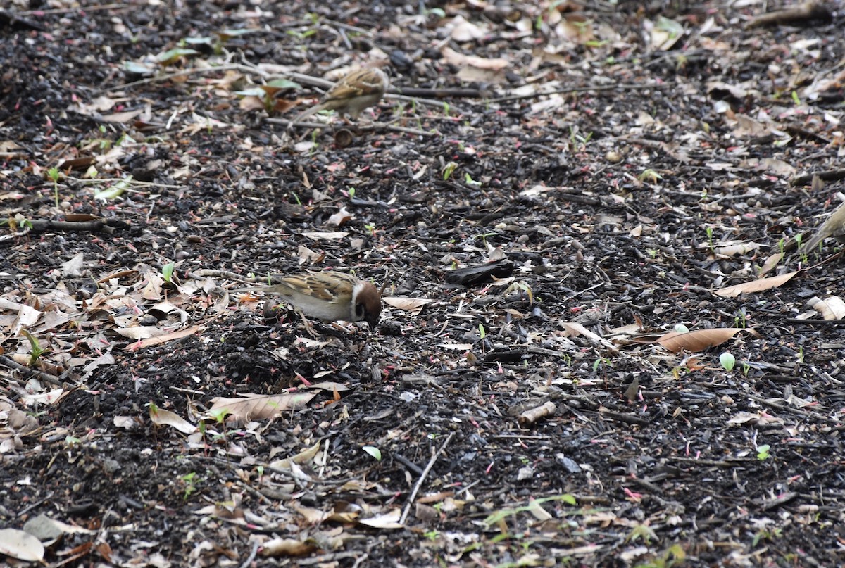 Eurasian Tree Sparrow - ML616891507