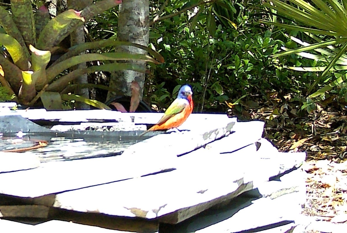 Painted Bunting - Karen Stanmore