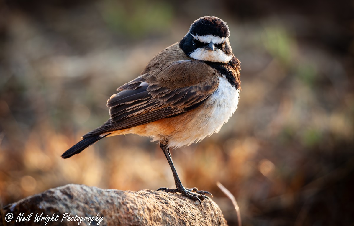 Capped Wheatear - ML616891563