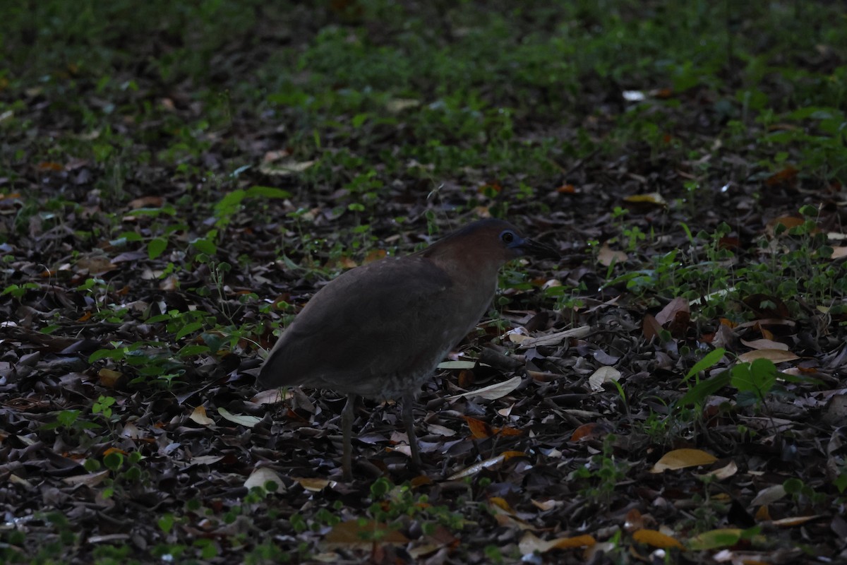 Malayan Night Heron - ML616891575