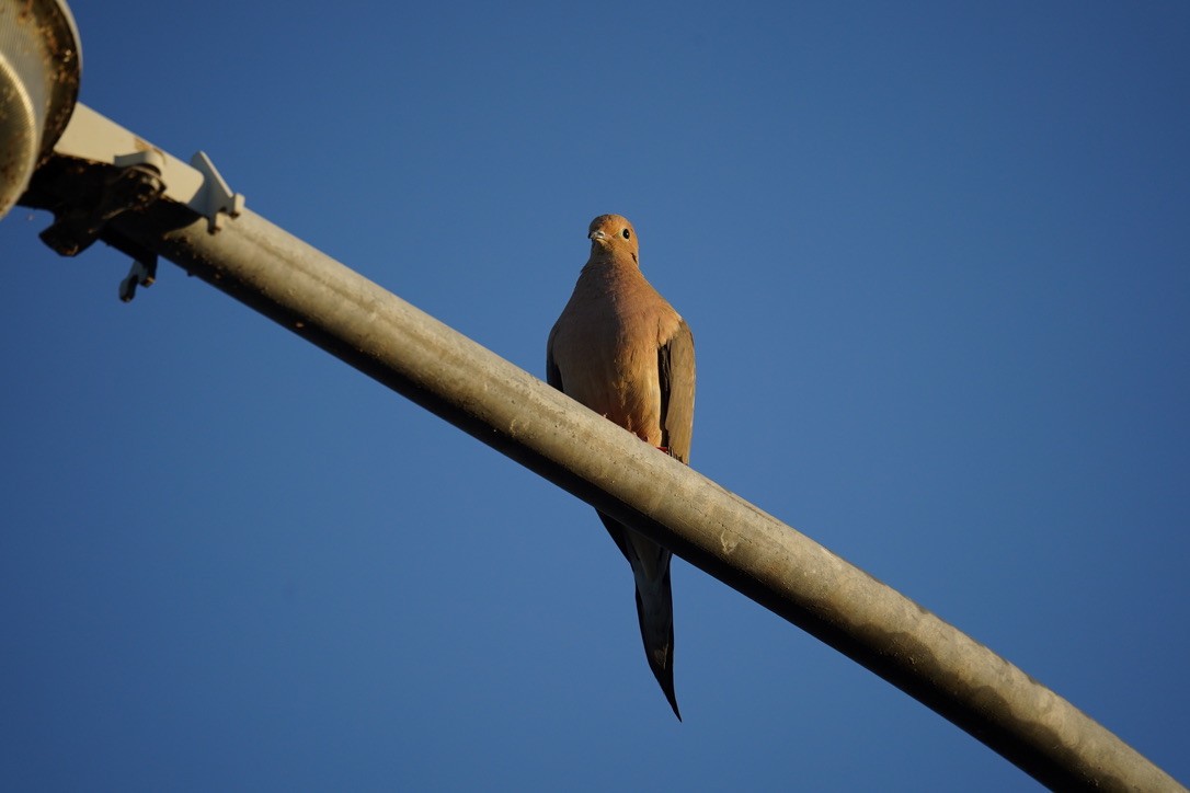 Eurasian Collared-Dove - ML616891610