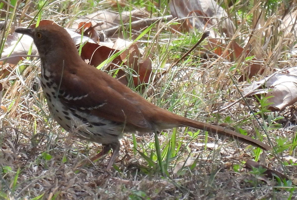 Brown Thrasher - ML616891643