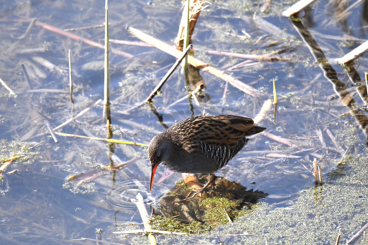 Water Rail - ML616891650