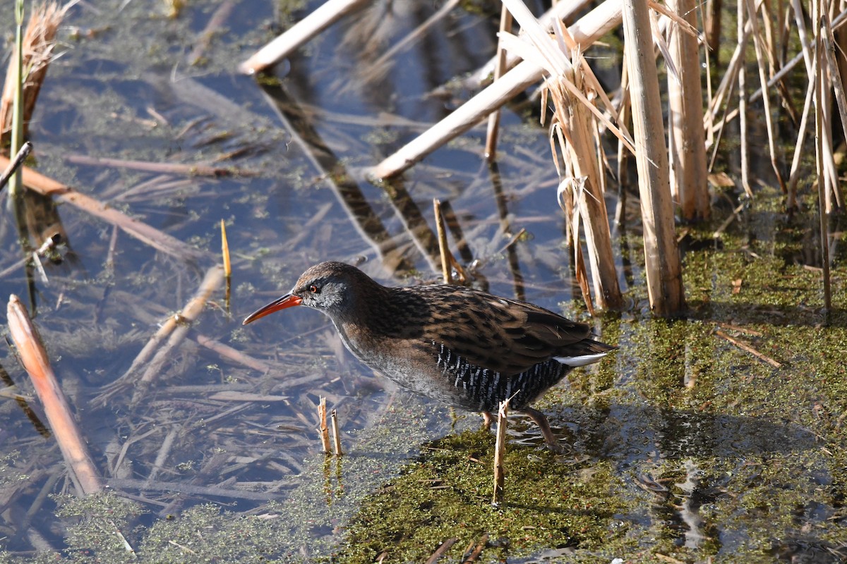 Water Rail - ML616891651