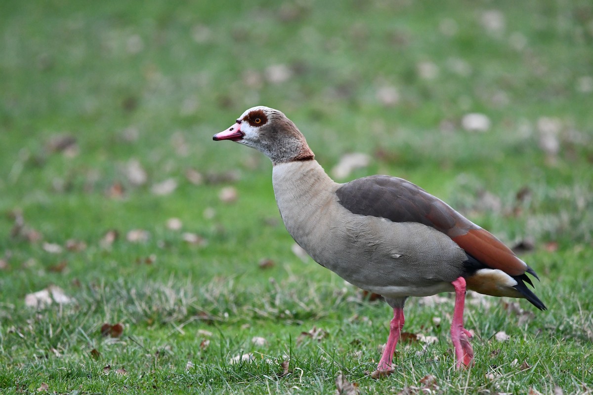 Egyptian Goose - ML616891698