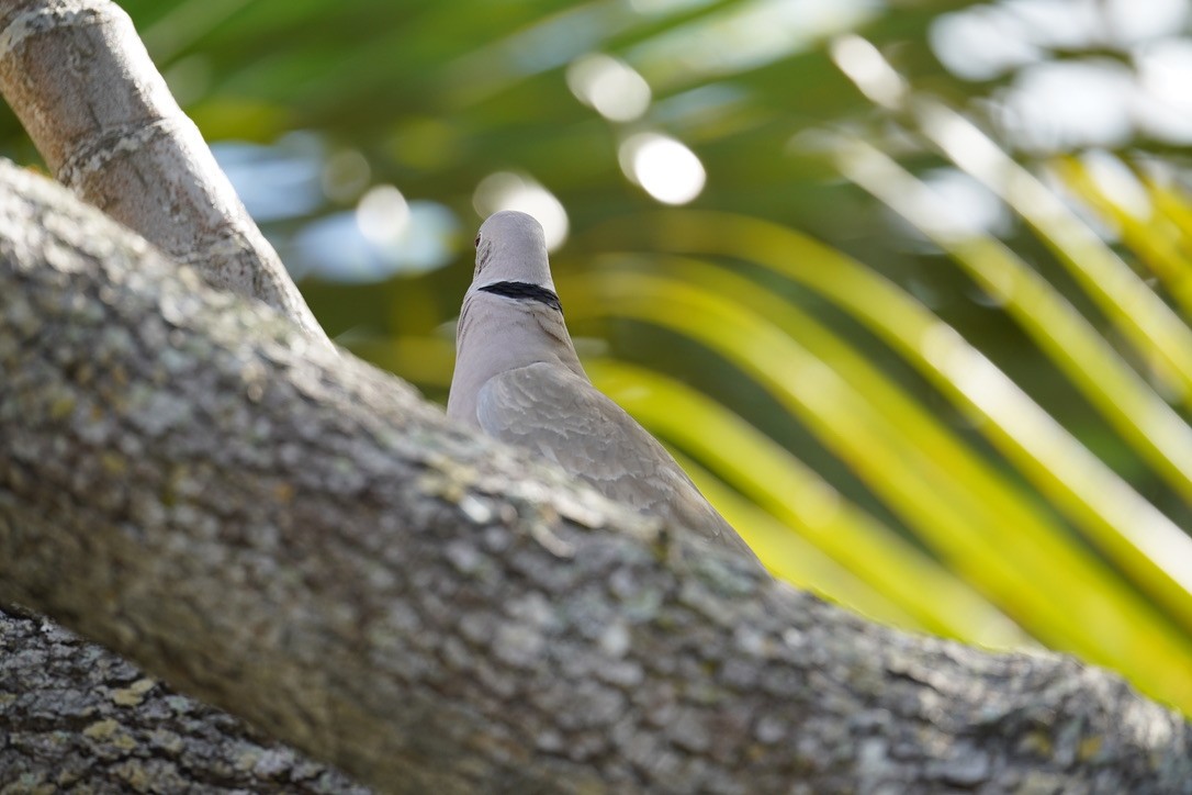 Eurasian Collared-Dove - ML616891766