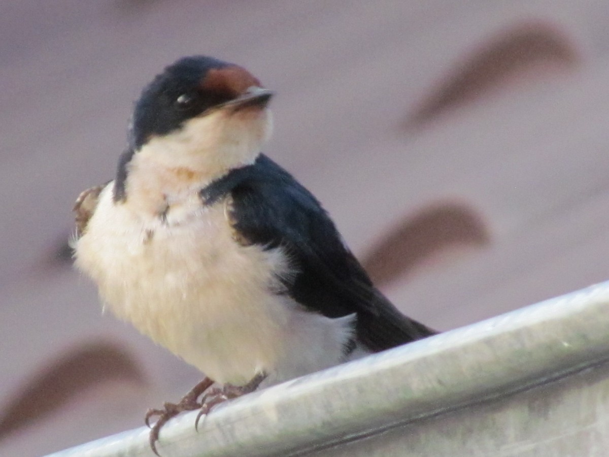 Ethiopian Swallow - ML616891817