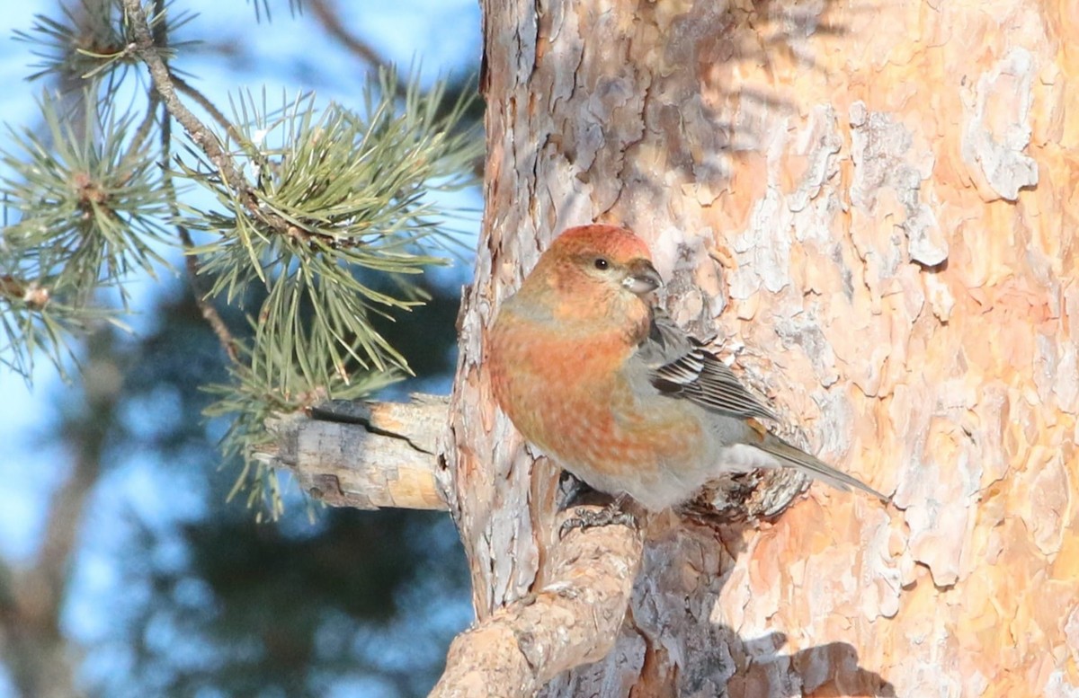 Pine Grosbeak - ML616891902