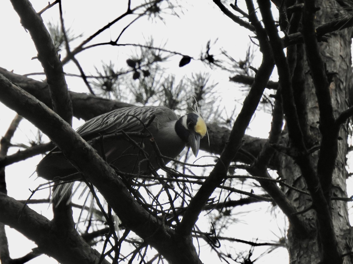 Yellow-crowned Night Heron - ML616891905