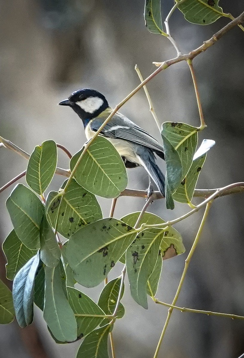 Great Tit - ML616891908