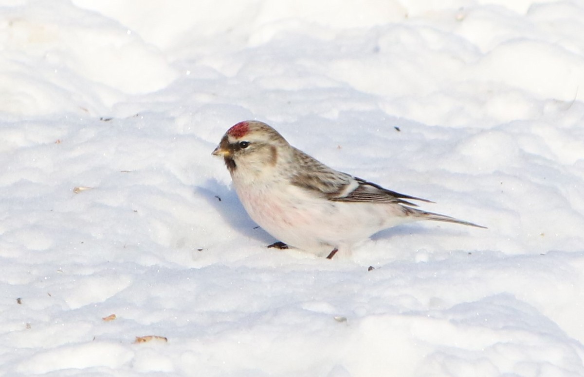 Hoary Redpoll - ML616891915