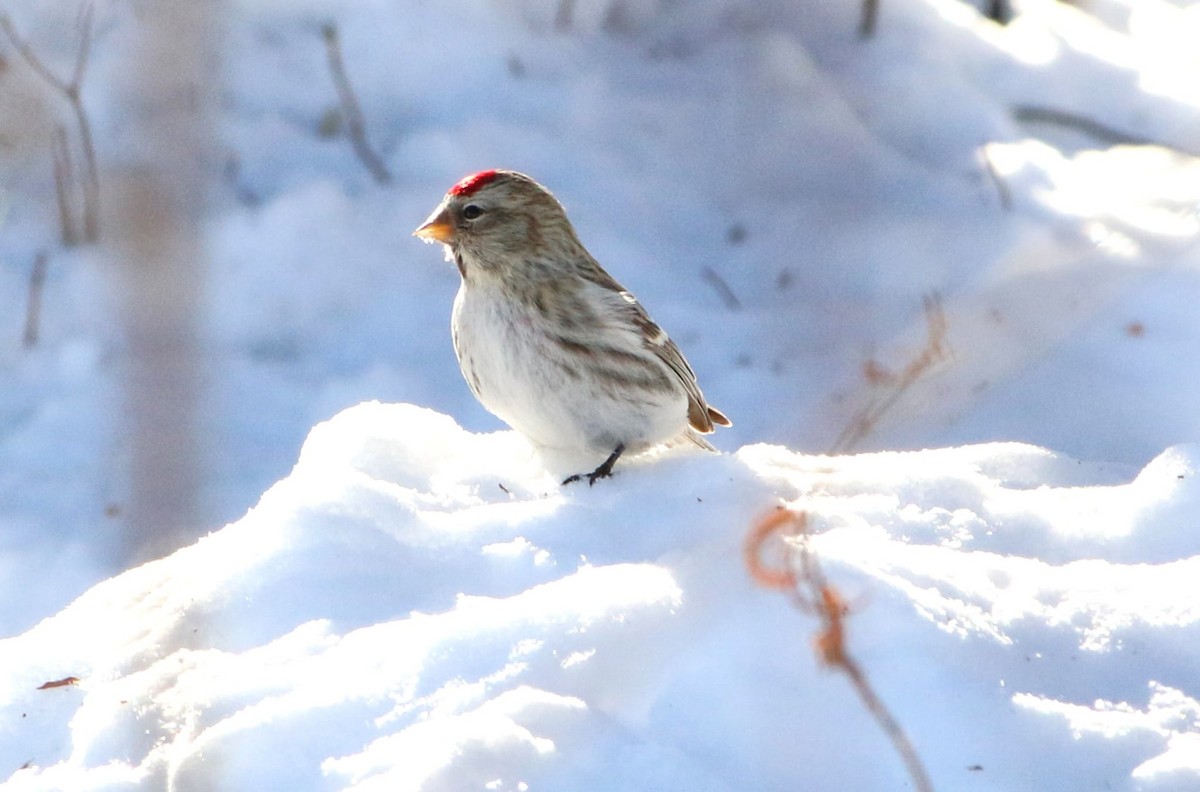 Hoary Redpoll - ML616891916