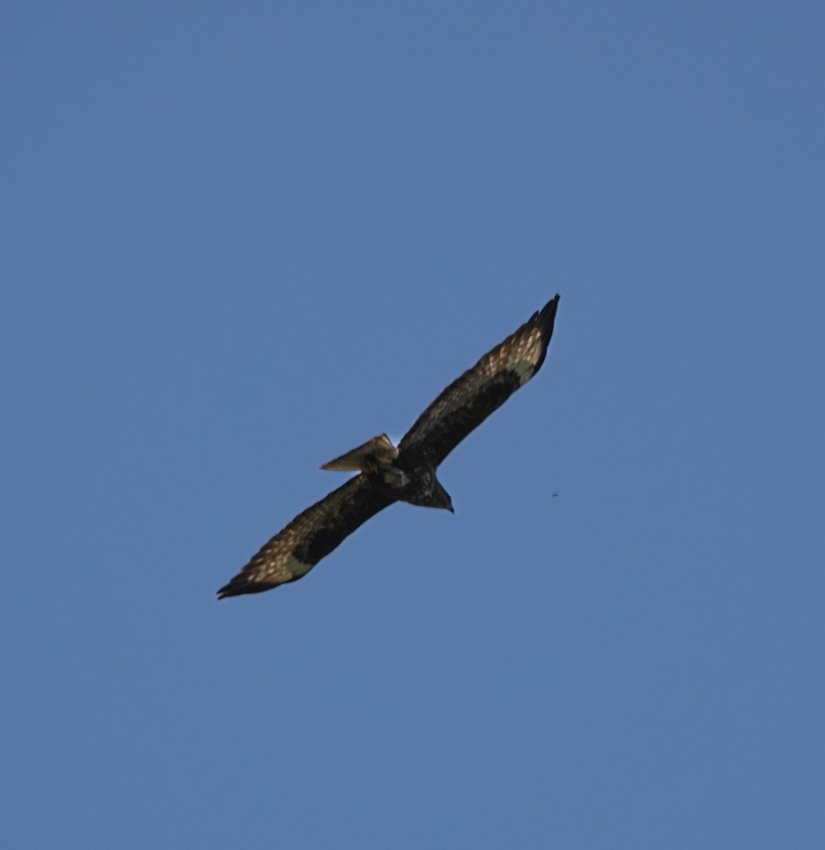 歐亞鵟 - ML616891927